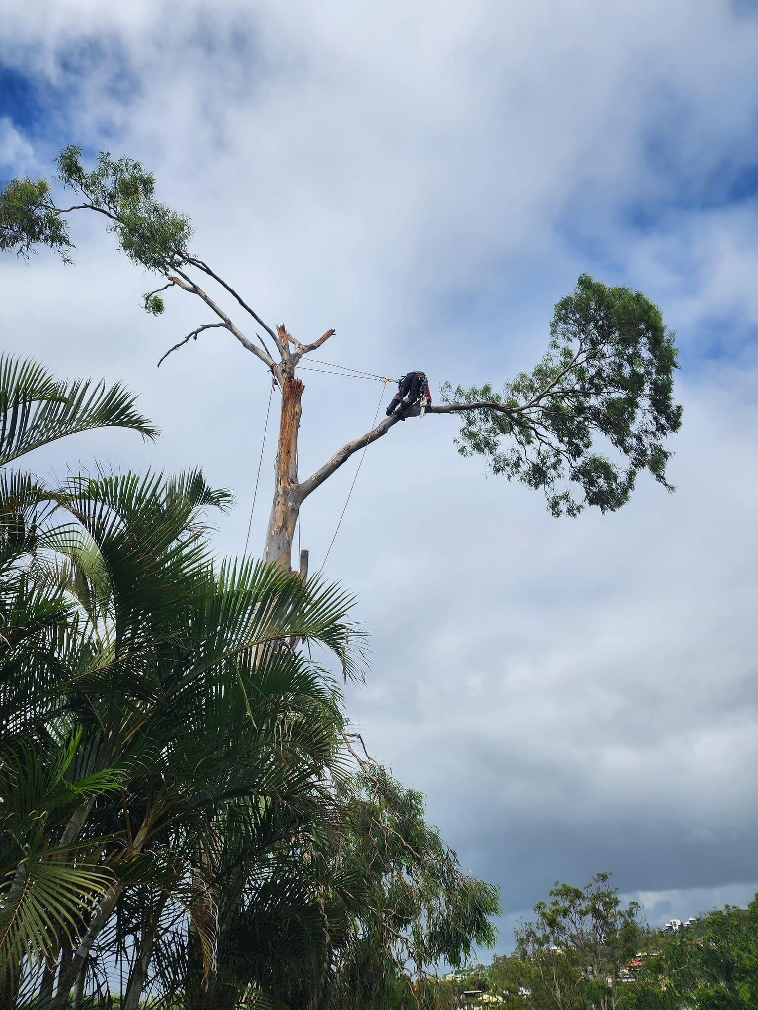 A person climbs near the top of a damaged gum tree with ropes and a harness.