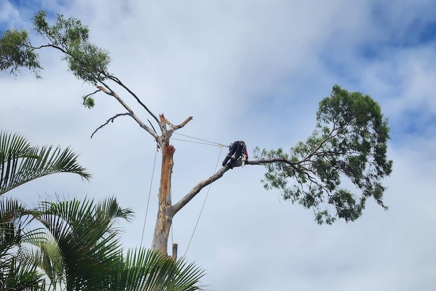 A person climbs near the top of a damaged gum tree with ropes and a harness.