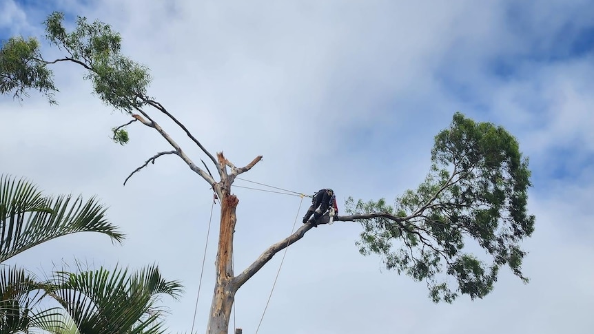 A person in a harness climbs towards the top of a damaged gumtree.