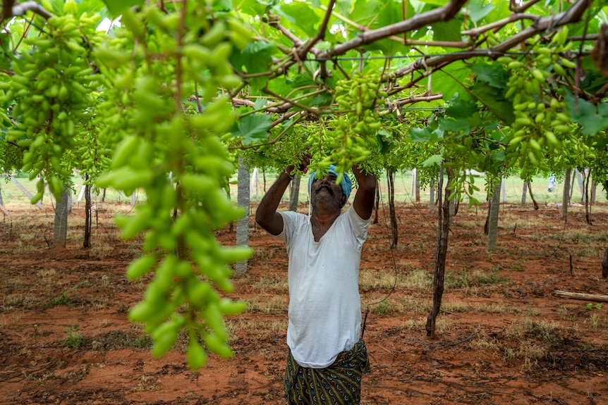 a farmer trims leaves in a vineyard