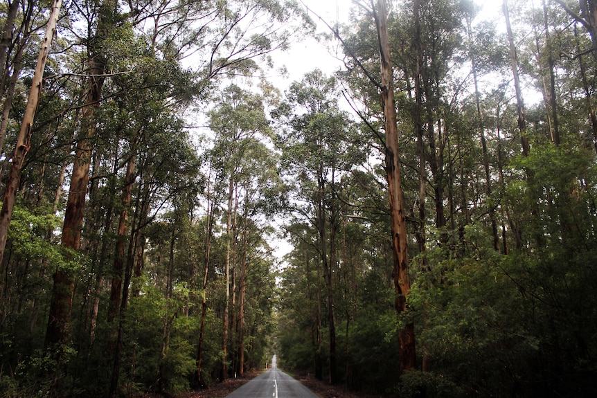 Thick trees alongside a road 