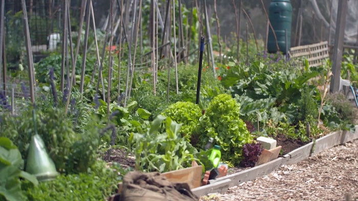 Garden bed filled with produce and garden stakes