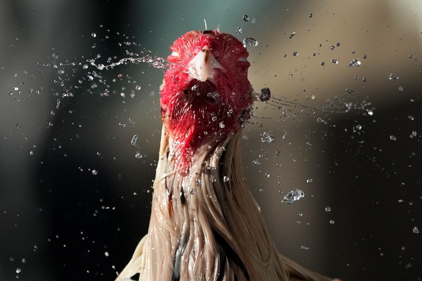 A cock shakes off water from his red head, with his white feathers soaked by water.