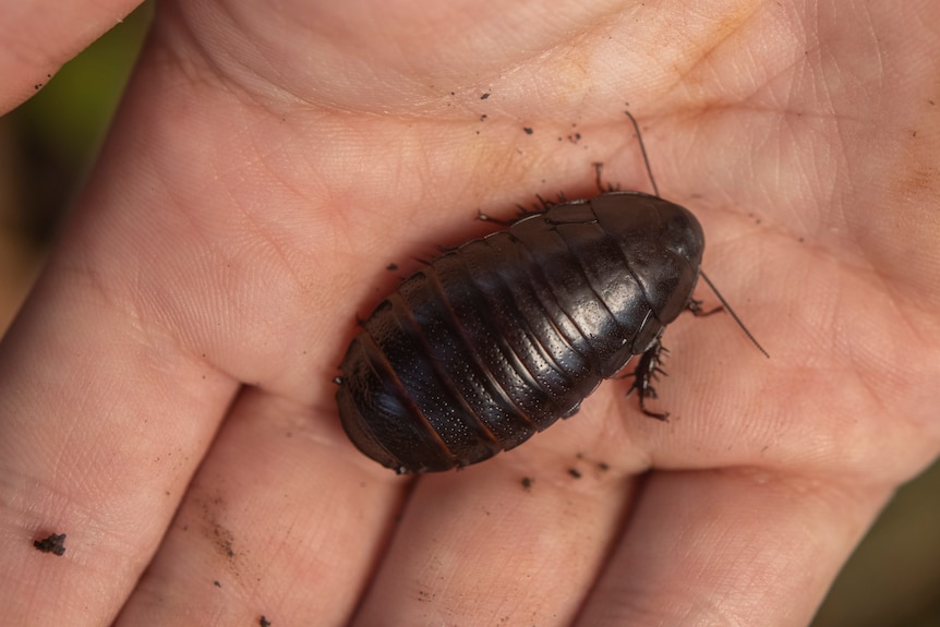 A large brown wood-eating cockroach sits on a person's hand.