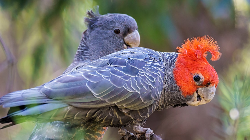 Two gang-gang cockatoos sitting on a branch.