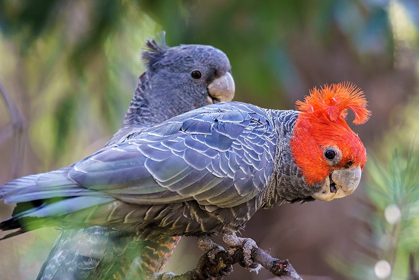 Two gang-gang cockatoos sitting on a branch.