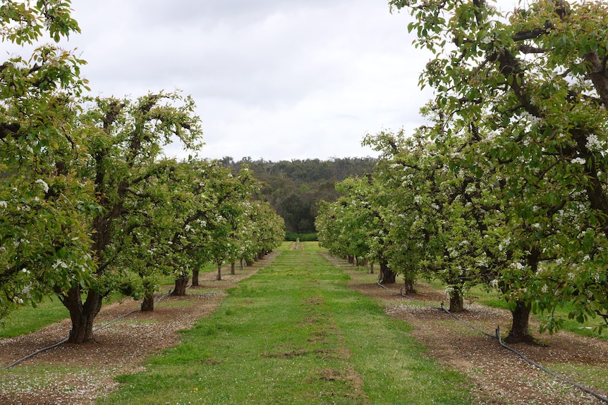 Pear orchard