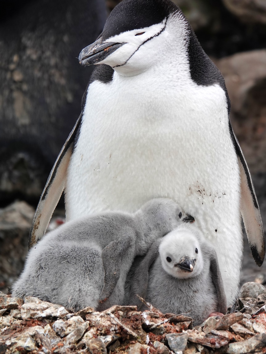 An adult chinstrap penguin with its eyes closed stands over two grey-coloured chicks at its feet