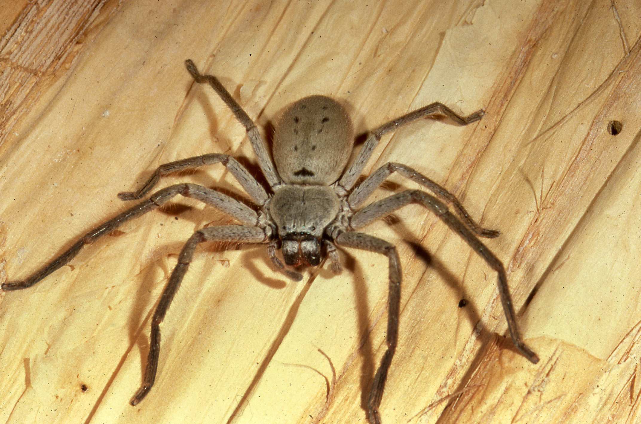 Huntsman spider on timber floor.