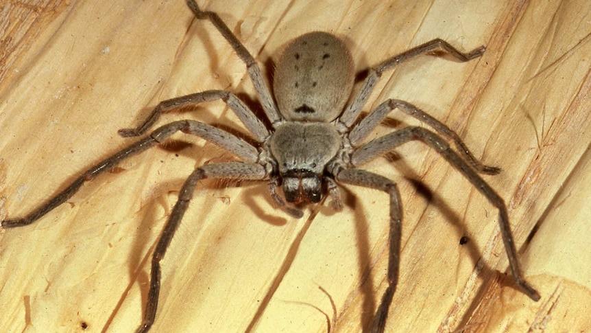 Huntsman spider on timber floor.
