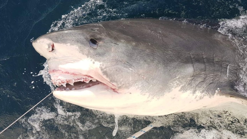 A close up of a large shark.