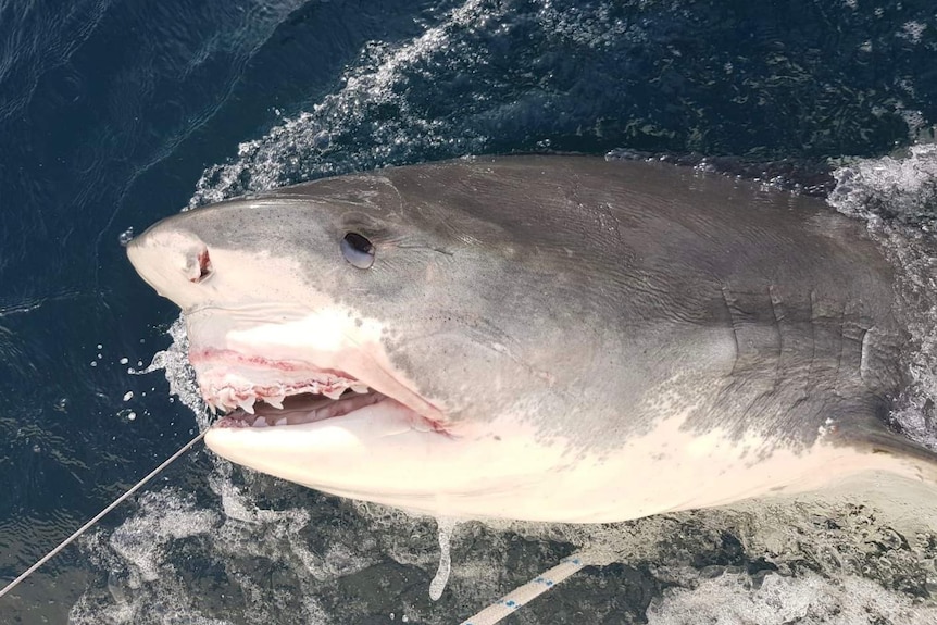 A close up of a large shark.