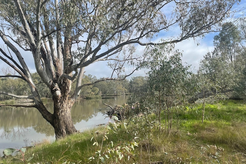 river bed with green grass and tree