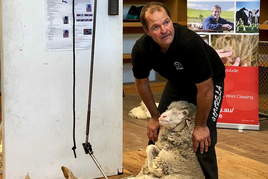 Man with sheep between his legs looking up at students.