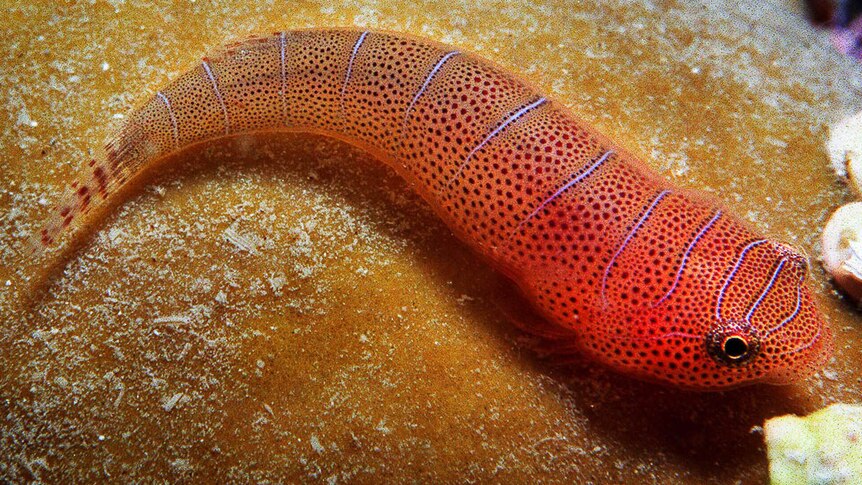 A tiny splash of colour underwater: A cling fish.