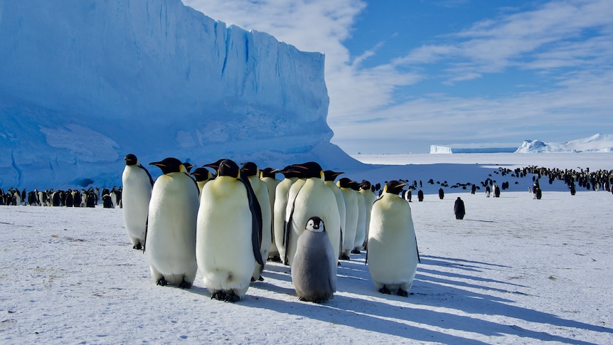 Emperor penguins in icy environment