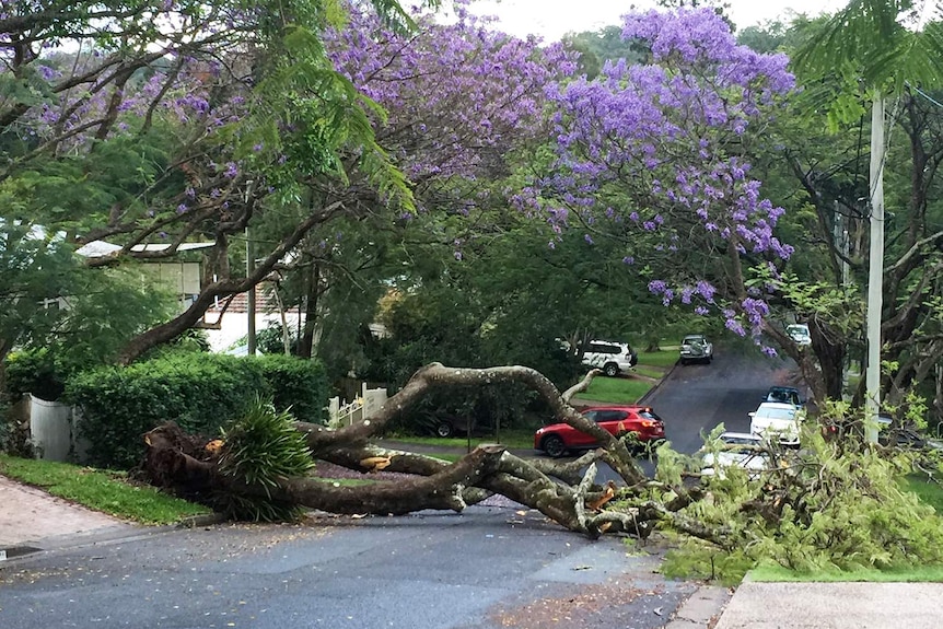 Large fallen tree blocks suburban street in Corinda on Brisbane's south-west after storms.