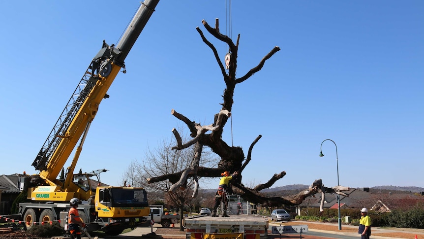 Arborists moving a dead yellow box tree with a crane onto an oversize truck.