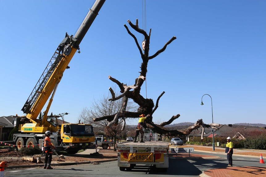 Arborists moving a dead yellow box tree with a crane onto an oversize truck. 19 August 2016.