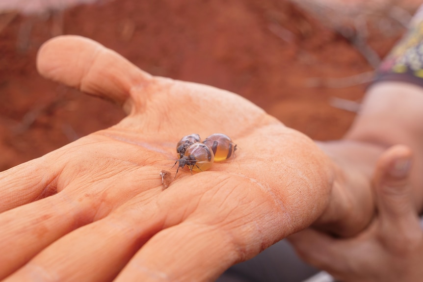 Honey ants in the palm of a hand.