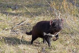 A Tasmanian devil in Narawntapu National Park