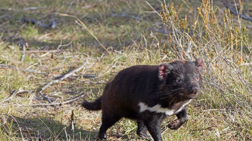 A Tasmanian devil savours its first taste of freedom