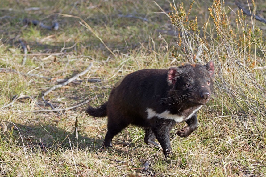 A Tasmanian devil savours its first taste of freedom