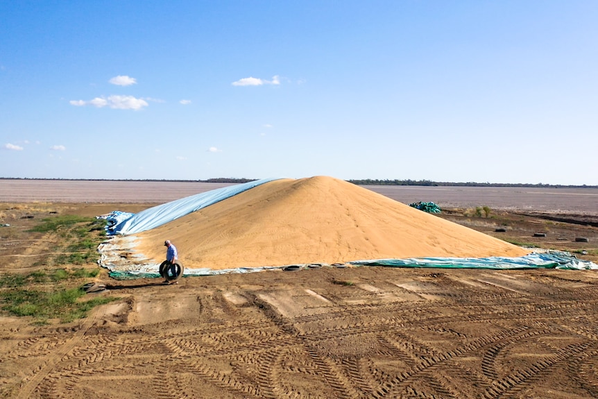 Aerial photo of Frank Deshon near a big pile of grain on his farm near Hebel in south west Queensland, August 2023.
