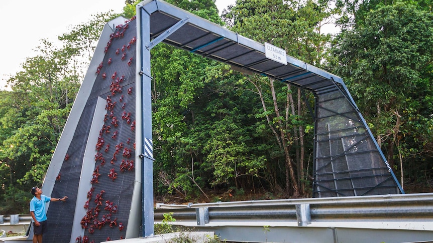 Red crabs swarm along the ground and up the side of a metal bridge over a road on Christmas Island.