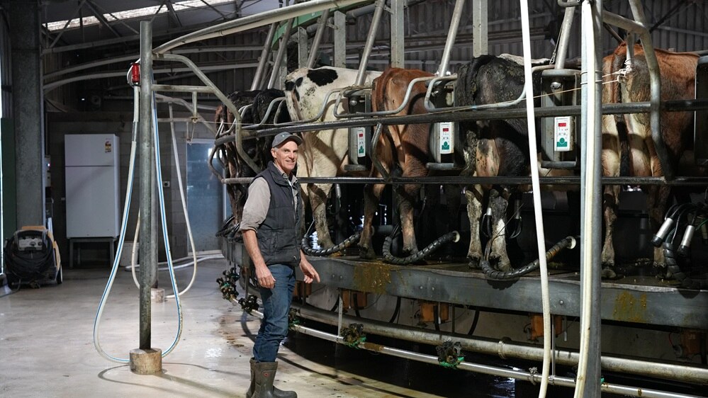 A man standing in a Tasmania dairy