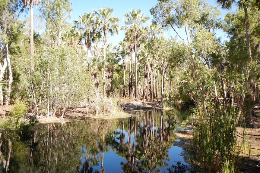 Ein Gewässer, umgeben von Eukalyptusbäumen und hohen Palmen, mit blauem Himmel darüber.