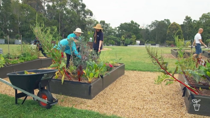 People in hats tending vegetables in raised garden beds