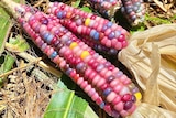 Pink, blue, maroon and yellow corn kernels on one corn cob