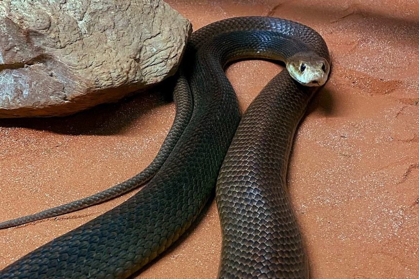 A brown coloured snake coiled up on red soil.