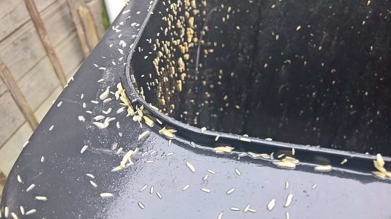 An infestation of maggots on the rim of a black garbage bin. 