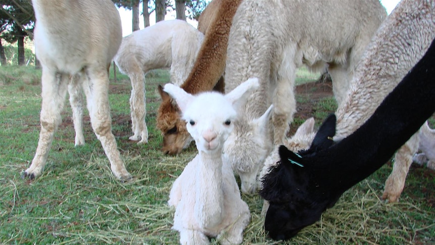 Alpacas