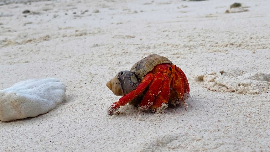 A strawberry hermit crab on a coral beach.