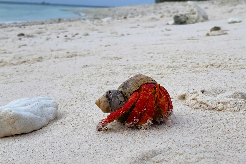 A strawberry hermit crab on a coral beach.