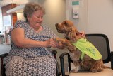An elderly woman pats a dog. 
