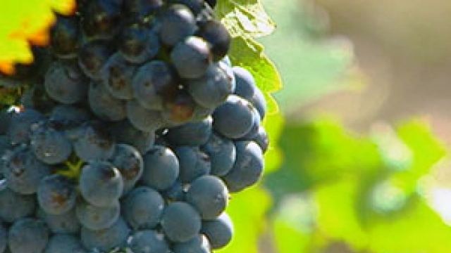 Red wine grapes, hanging on a vine, NSW Hunter Valley.