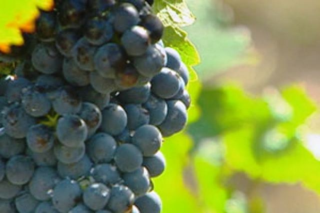 Hunter vignerons say all the elements are there for a bumper harvest.