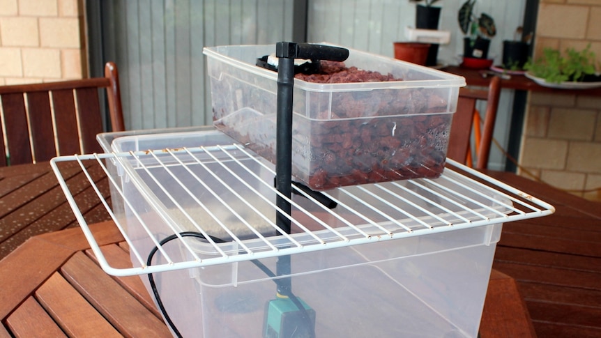 Basic aquaponics structure