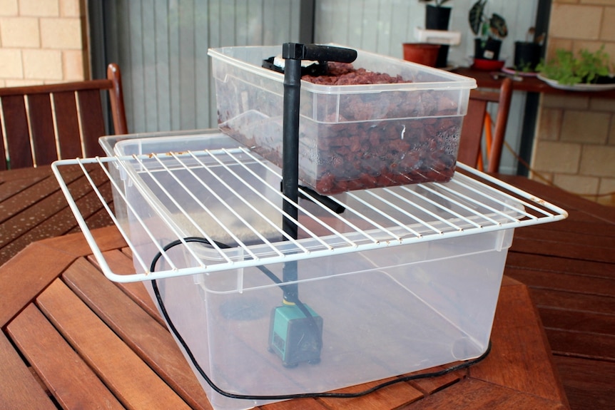 Basic aquaponics structure