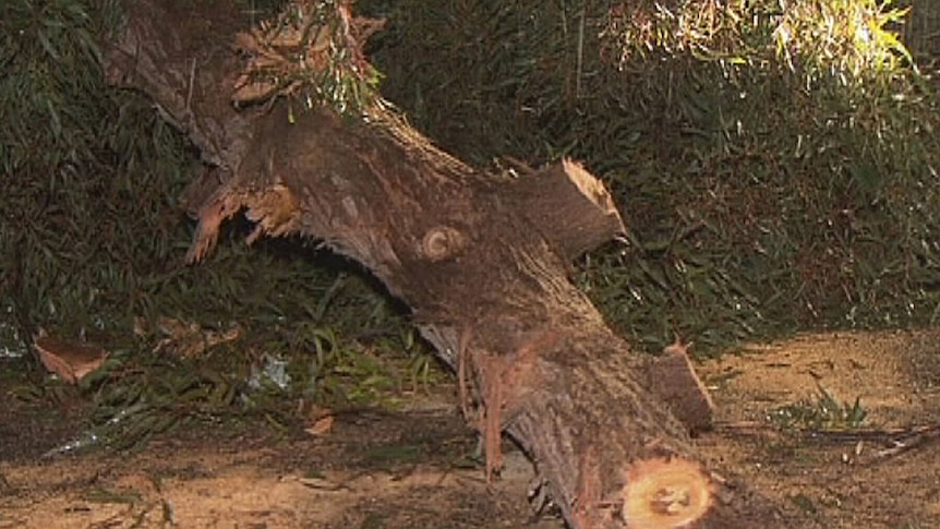 Man crushed by fallen tree