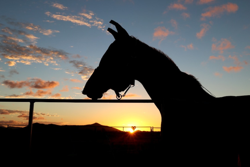 Horse in bridle and headpiece, silhouette against rising sun.