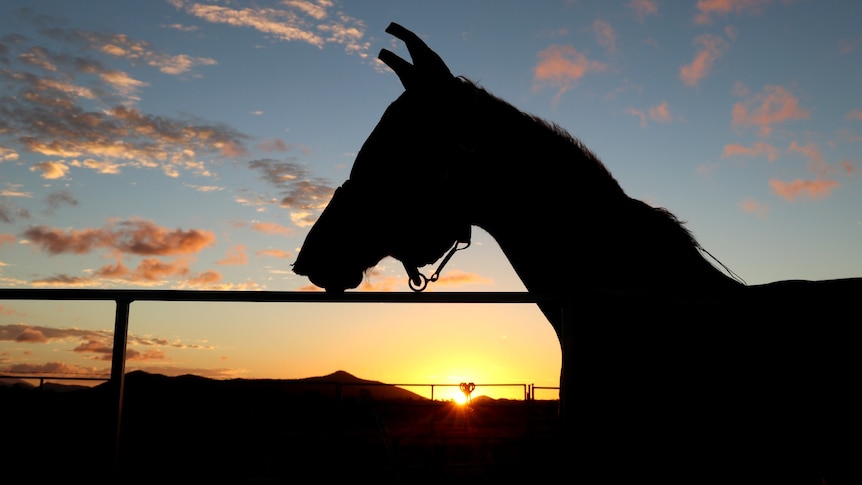 Horse in bridle and headpiece, silhouette against rising sun. 