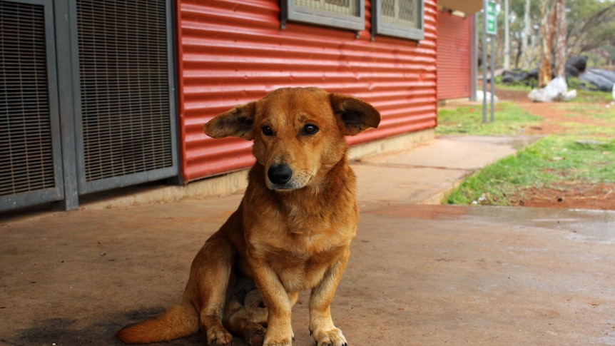 A dog sitting out the front of a red house made of corrugated iron in Ernabella in the APY Lands.