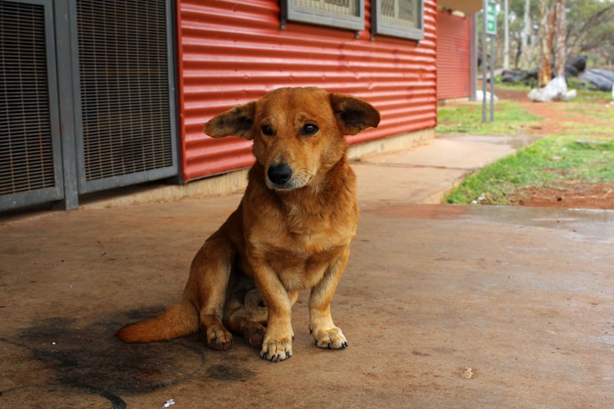 A dog sitting out the front of a red house made of corrugated iron in Ernabella in the APY Lands.