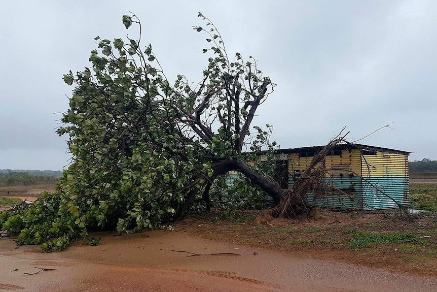 An uprooted tree near next to a shed near the One Arm Point Community north of Broome.