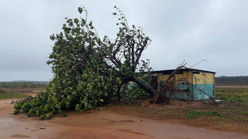 An uprooted tree near next to a shed near the One Arm Point Community north of Broome.